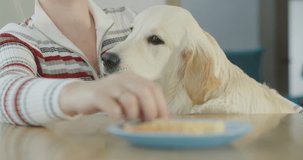 An obsessive dog pesters its owner while eating and begs for a treat
