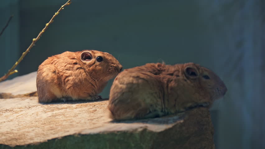 Detail of the common gundi (Ctenodactylus gundi), species of rodent in the family Ctenodactylidae. It is found in Algeria, Libya, Morocco, and Tunisia.