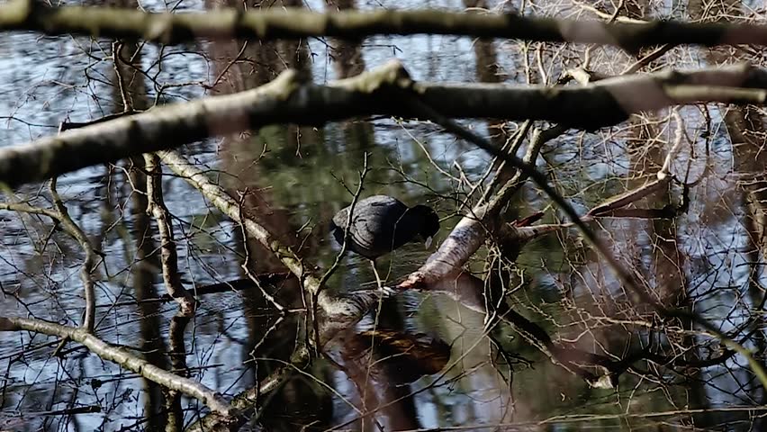 Eurasian coot bird washing and cleaning its feathers while standing on branch in the water of a lake