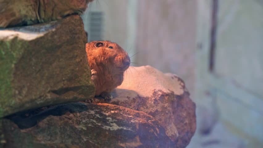 Detail of the common gundi (Ctenodactylus gundi), species of rodent in the family Ctenodactylidae. It is found in Algeria, Libya, Morocco, and Tunisia.