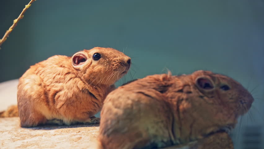 Detail of the common gundi (Ctenodactylus gundi), species of rodent in the family Ctenodactylidae. It is found in Algeria, Libya, Morocco, and Tunisia.