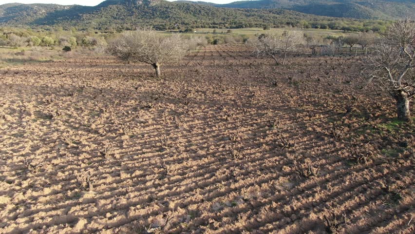 reverse flight with a drone over a plowed vineyard in winter visualizing leafless fruit trees with a background of mountains and ending at the entrance to the farm with a stone wall