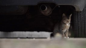 Stray kitten under the car