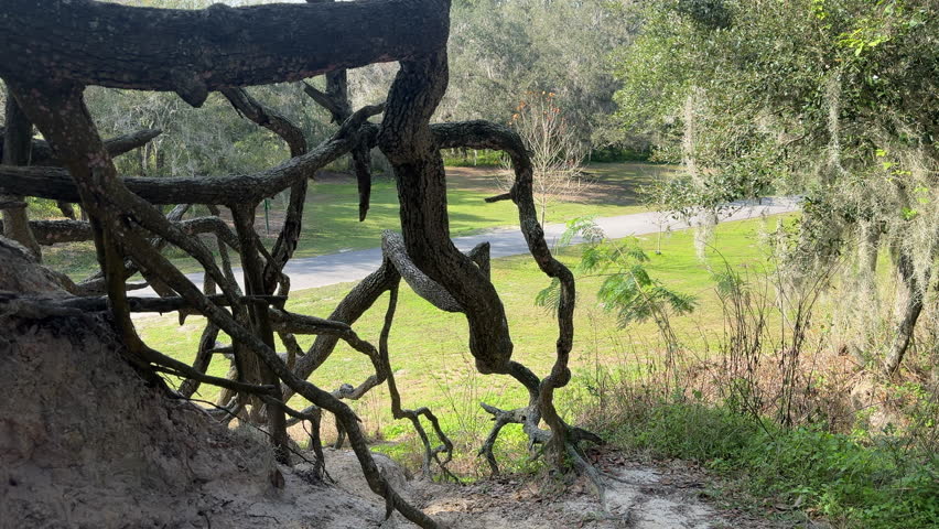 Freeze frame of bare gnarled roots of a live oak on a sandy hillock near a paved road in a county conservation park on a sunny afternoon in west central Florida. For motifs of age, erosion, oddity. Royalty-Free Stock Footage #3430300151