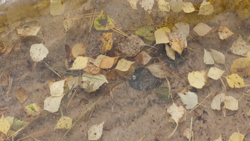Subtle autumn hues captured through transparent water illustrating fallen leaves resting on a serene lakebed