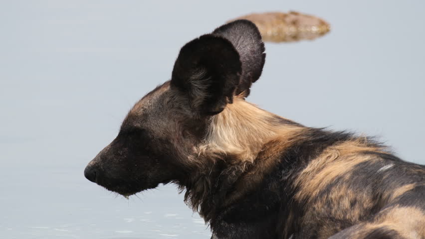 Portrait Of An African Wild Dog, Lycaon Pictus Immersed In Water Hole In Africa. Close Up Shot