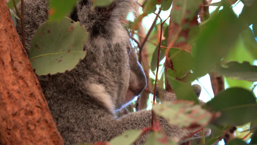 Close up shot of a northern koala, phascolarctos cinereus with fluffy grey fur, sitting on the eucalyptus tree, hiding under the canopy during daytime.