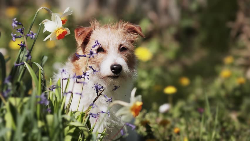 Cute dog looking through the flowers in the garden. Spring forward, springtime.