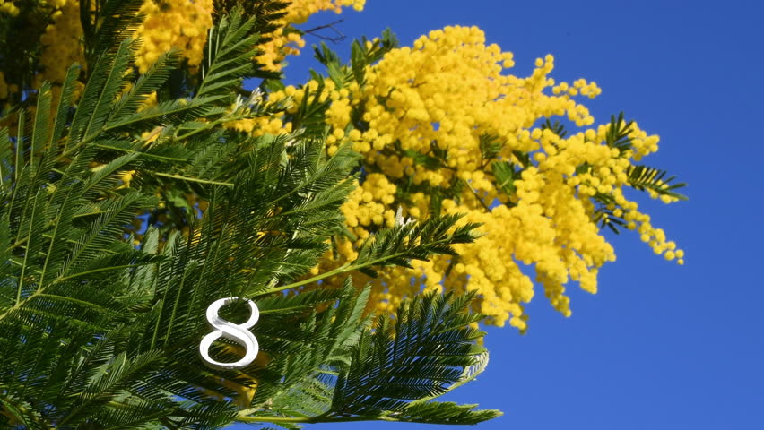 White number eight on yellow mimosa blooming twigs and breathtaking blue sky. Mimosa flowers for International Women's Day on March 8. Royalty-Free Stock Footage #3430387541