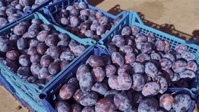 harvest of ripe plum in boxes. lots of plums at the local market as a background or food texture. video shooting on an electronic tripod, gimbal.