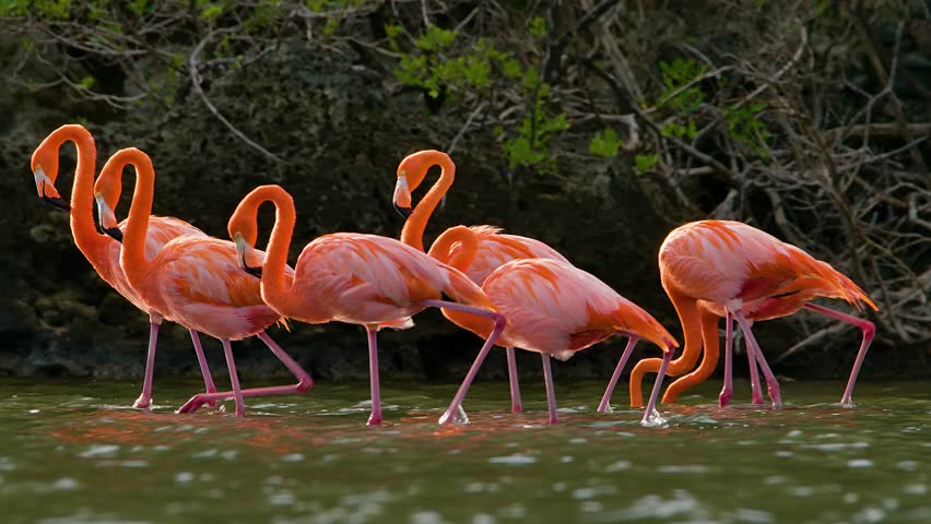 Tracking follows flamingo flock walking lifting legs through water, mangrove forest and rocky coastline Royalty-Free Stock Footage #3430395567