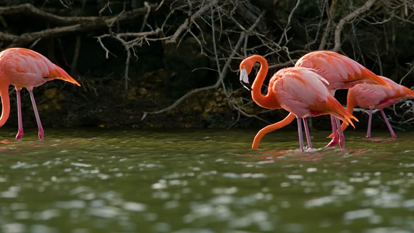 Telephoto view of flamingo preening and walking upwind feeding against exposed mangrove roots