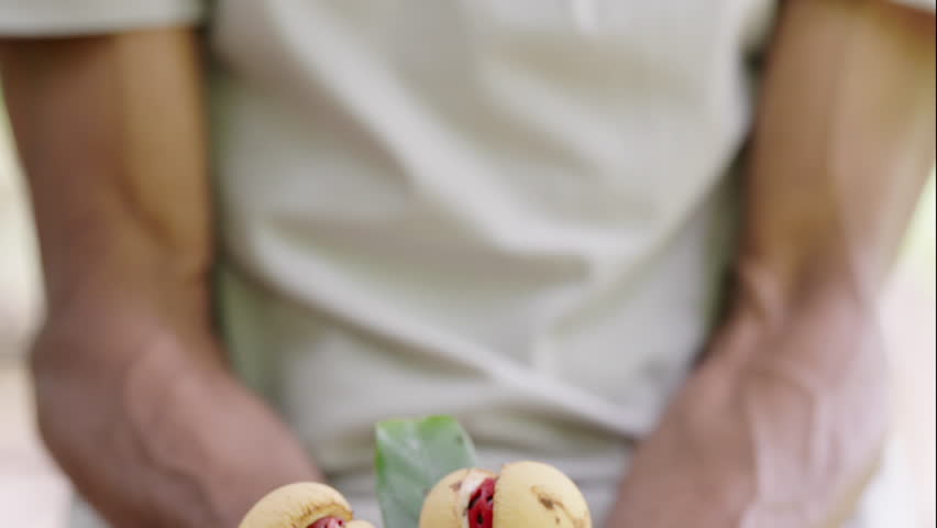 aromatic spice, nutmeg and mace harvest, tropical produce