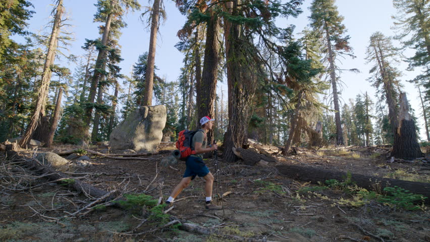 A lone hiker walking with orange backpack and poles on a log in the midst of Yosemite's forest, surrounded by towering trees and the tranquility of nature. Slow Motion, Camera 4K RAW.  Royalty-Free Stock Footage #3430425733