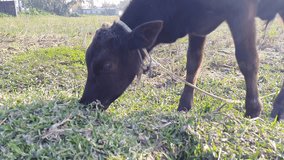 Black calf eating grass on field , 4k video clips