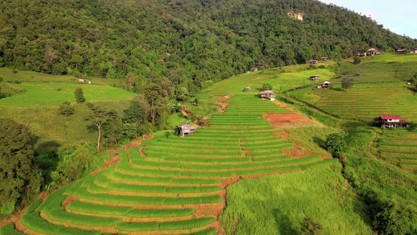 Bamboo hut homestay farm with Green rice paddy fields in Northern Thailand Chiang Mai region, drone aerial view of green rice fields in Thailand at sunrise Royalty-Free Stock Footage #3430491397