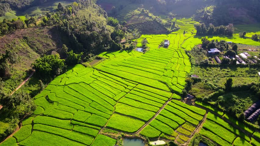 Bamboo hut homestay farm with Green rice paddy fields in Northern Thailand Chiang Mai region, drone aerial view of green rice fields in Thailand at sunrise Royalty-Free Stock Footage #3430491493