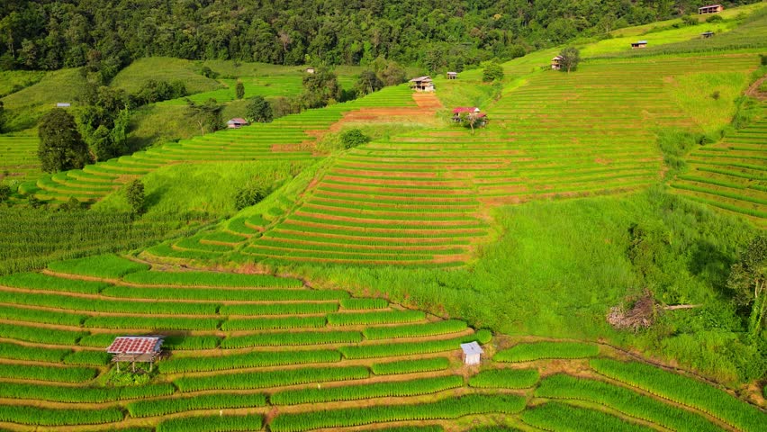 Bamboo hut homestay farm with Green rice paddy fields in Northern Thailand Chiang Mai region, drone aerial view of green rice fields in Thailand Royalty-Free Stock Footage #3430491609
