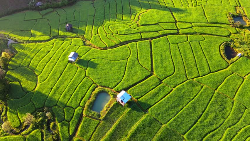 Bamboo hut homestay farm with Green rice paddy fields in Northern Thailand Chiang Mai region, drone aerial view of green rice fields in Thailand at sunset Royalty-Free Stock Footage #3430491857