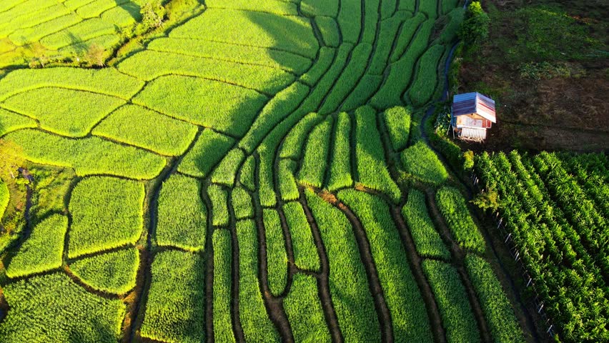 Bamboo hut homestay farm with Green rice terrace paddy fields in Northern Thailand Chiang Mai region, drone aerial view of green rice fields in Thailand during green season Royalty-Free Stock Footage #3430494117