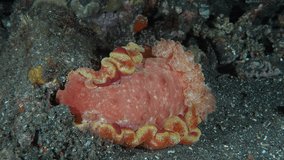 At night, a large red nudibranch sits on the bottom of the sea, the current moving its gills
Spanish Dancer (Hexabranchus sanguineus)600 mm. Capable of swimming by body flexions and mantle undulations