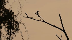 bird silhouette, sunset time clip