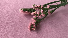 pink color statice flowers (Limonium sinuatum)