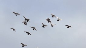 flock of pigeons slow motion flying in the sky - Powered by Shutterstock - Get 15% off with code: PIKWIZARD15