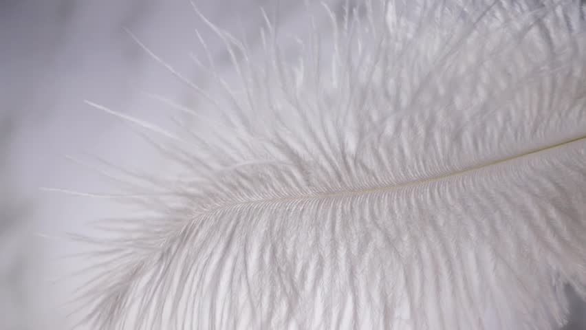A feather flutters, delicate beauty, softness in motion, gentle elegance