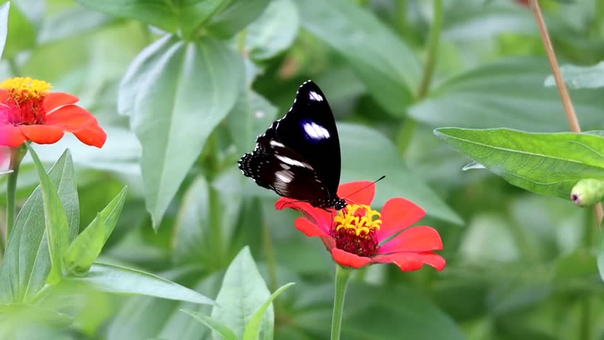 A beautiful black-winged butterfly is perched on a zinnia flower