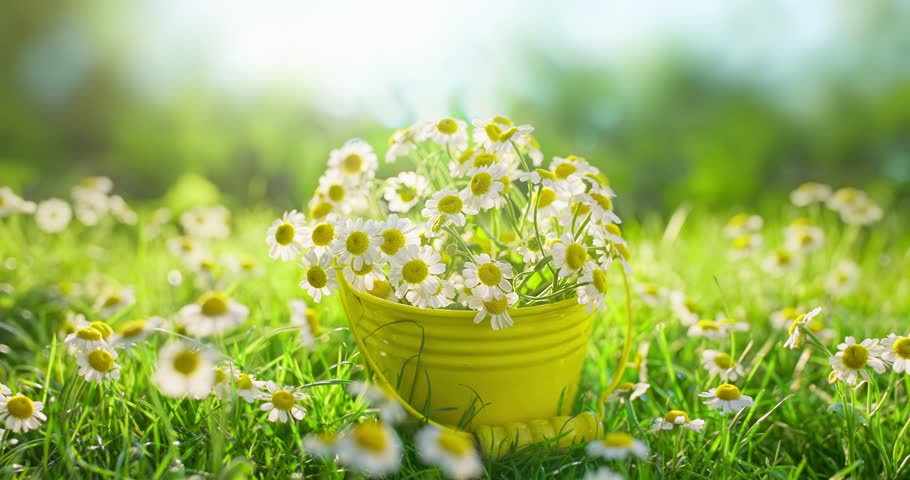 Beautiful chamomiles in meadow on sunny day