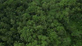 4k Aerial view of Dense natural jungle trees on the mountain hills during cloudy day. Heterogeneous forest. Concept for International Day of Forest, World Environment Day, Asian Rainforest.