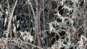 small ornamental shrubs covered with ice and snow in the cold winter season. 4k video.