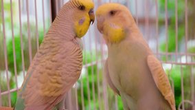 Slow pegion bird in love in cage and select focus
