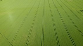 AERIAL: Amazing view of a huge wheat field with a pattern of tractor tracks. Vibrant color of thriving crop plants in English countryside. Green agricultural field with straight traces of farm vehicle