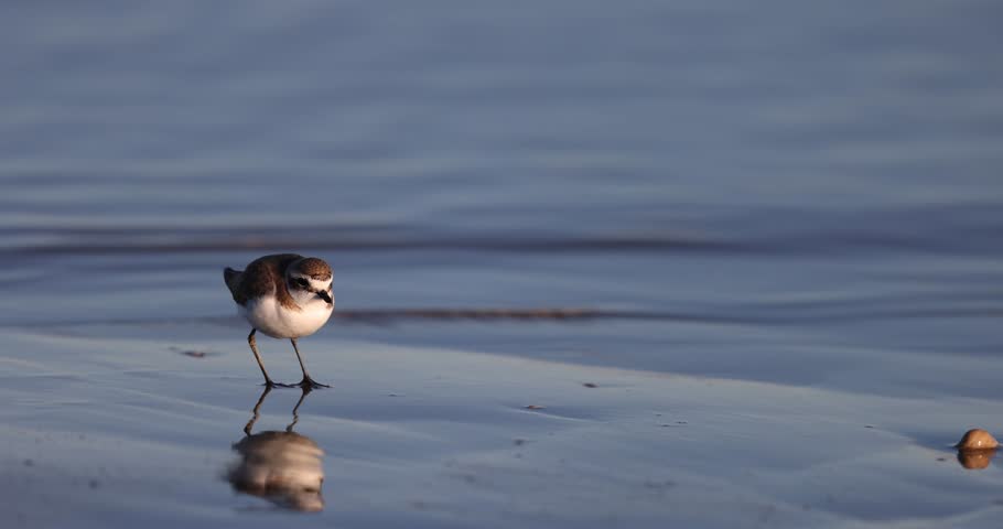 The Kentish plover bird, feeds on the shoreline of the Adriatic Sea in winter.