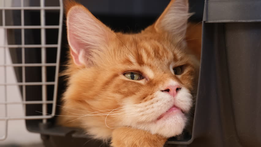 A red Maine coon cat lying in a cat carrier and blinking. Close up. Royalty-Free Stock Footage #3430968525