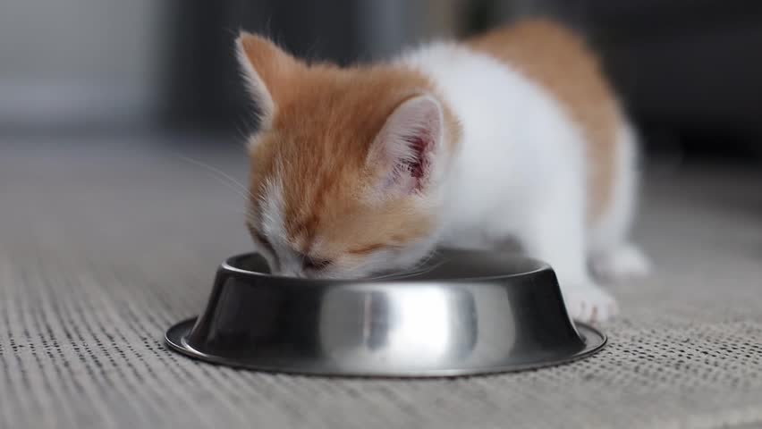 A small red-white kitten eats dry food from a bowl.