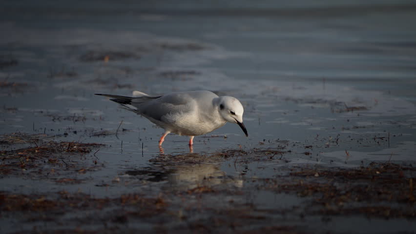 Bonaparte Gull walking on shoreline.