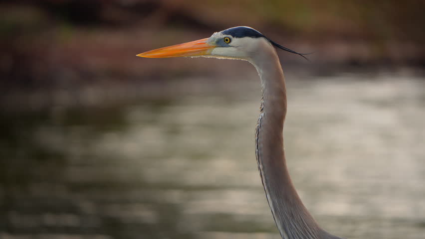 Great Blue Heron - close-up in Florida wetland everglade swamp.