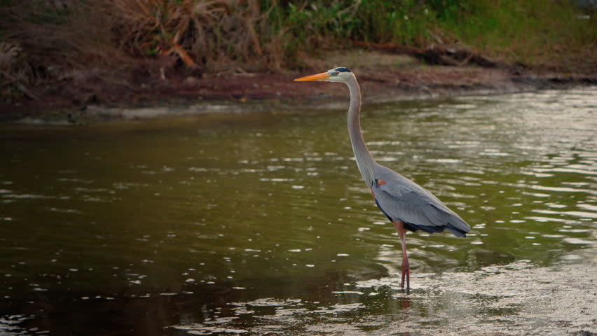 Great Blue Heron - close-up in Florida wetland everglade swamp.