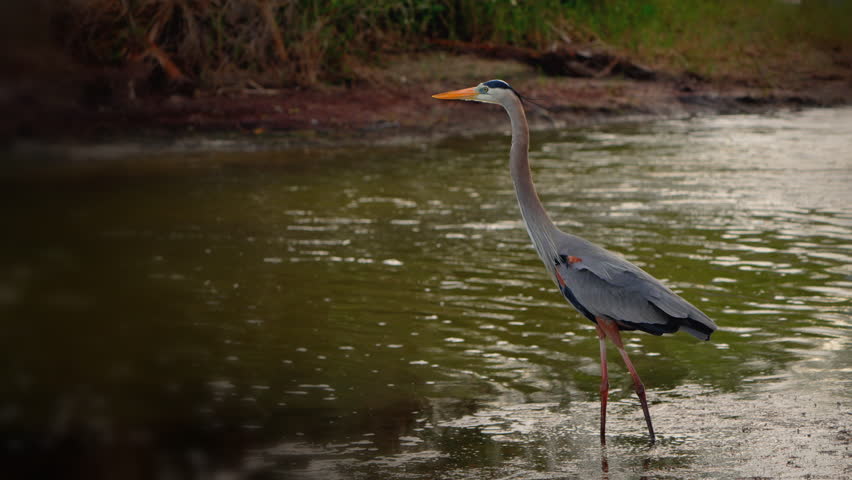 Great Blue Heron - close-up in Florida wetland everglade swamp.