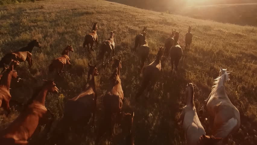 Epic herd flock horses equine run fast across steppe, hilly field grassland, dust flies from under hooves. Grazing, pasture. Sunny day, horizon. Freedom, power. Wildlife landscape. Aerial Royalty-Free Stock Footage #3431034109