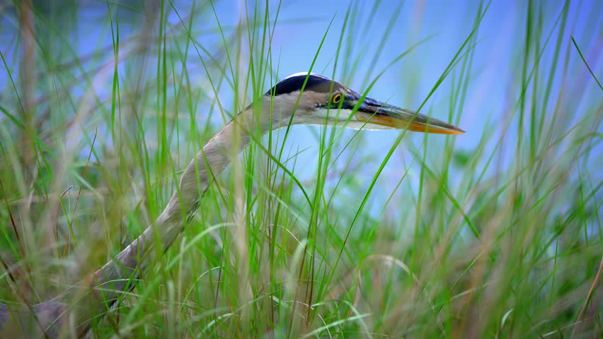 Great Blue Heron close-up through grass in meadow.