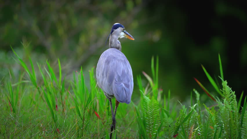 Great Blue Heron in meadow.