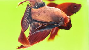 Siamese Fighting Fish (Solid Red Betta splendens) in action, Macro Video,RAW Shooting, 4K Resolution, 23.976 FPS