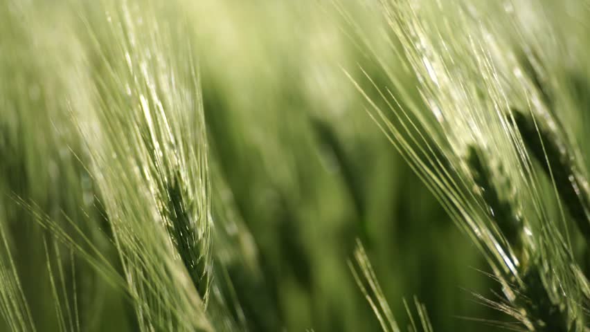 Wheat green field agriculture. The wind sways ears of barley wheat in the field, waves of crops at sunset. Agricultural business Royalty-Free Stock Footage #3431199559
