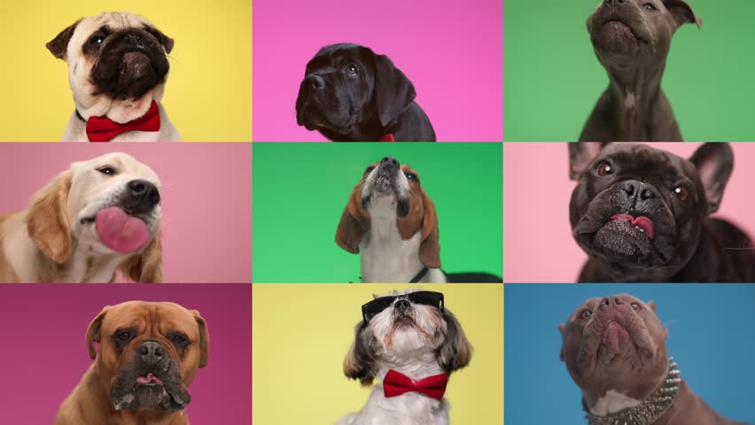 collage video with 9 purebred dogs being greedy, sticking out tongue and licking transparent plexiglass in studio Royalty-Free Stock Footage #3431234445