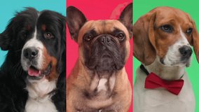 video collage of three adorable dogs looking forward and patiently waiting for their food in front of colorful background
