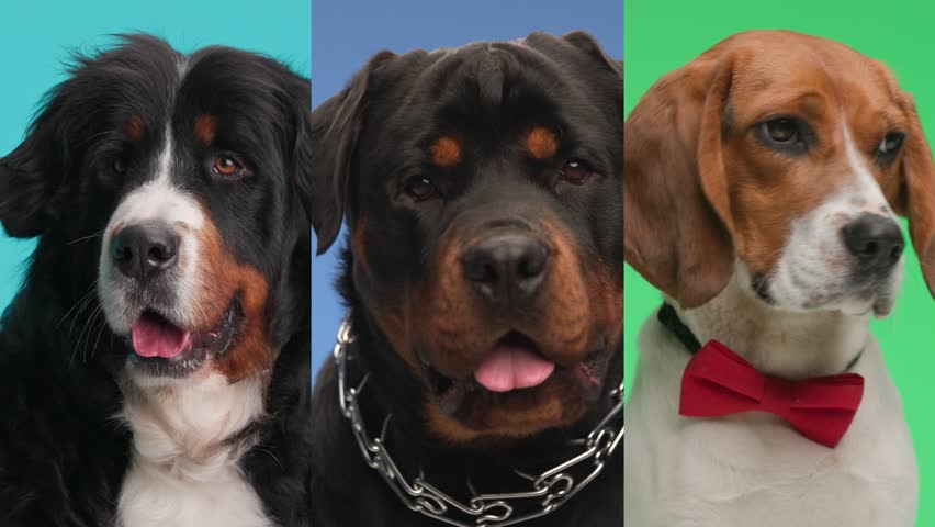 video montage of Berna shepherd and rottweiler puppies panting and waiting for food next to beagle dog curiously looking up and waiting for food on colorful background Royalty-Free Stock Footage #3431234755